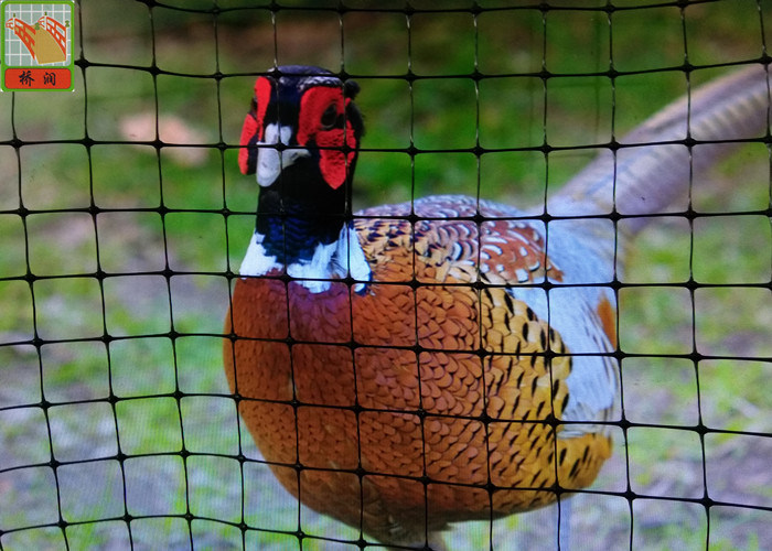 Pheasant Fence Net, Plastic Poultry Netting, Chicken Netting Fence, Eco Friendly, Black Color
