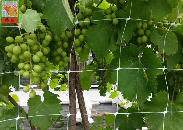 BOP Agricultural Netting White Color , Garden Netting For Climbing Plants