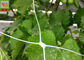 Plastic Climbing Plant Support Netting , Garden Mesh For Climbing Plants