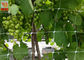 BOP Agricultural Netting White Color , Garden Netting For Climbing Plants