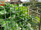 Customized Color Plastic Plant Support Mesh / Garden Net For Climbing Plants
